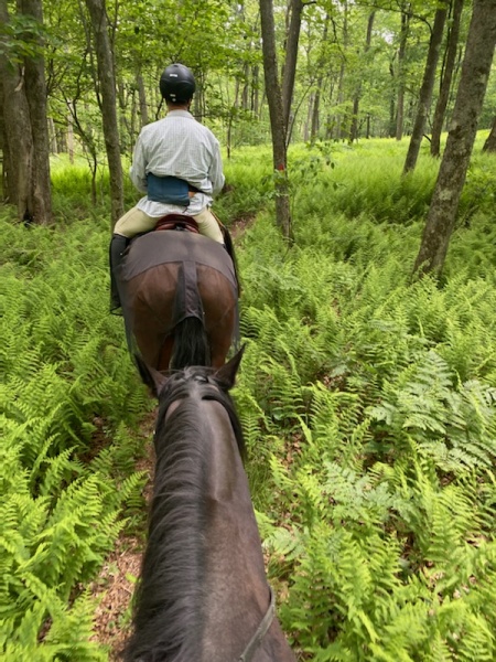 horse riding on a section of Allegheny Front Trail, Moshannon state forest