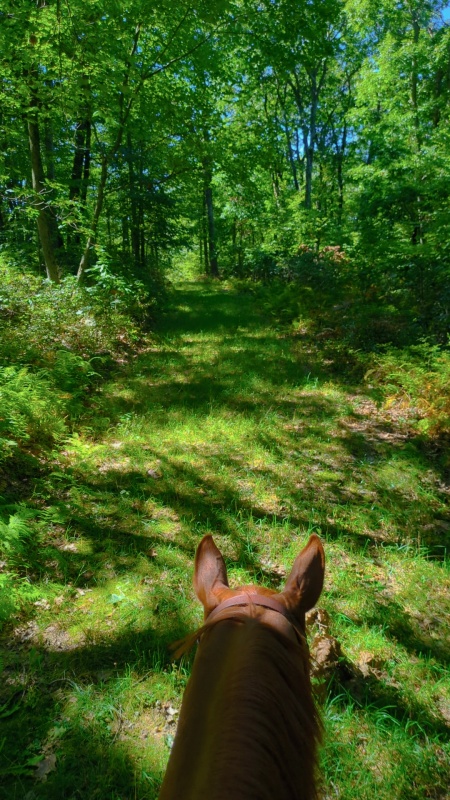 Ridge Trail horse riding at Black Moshannon