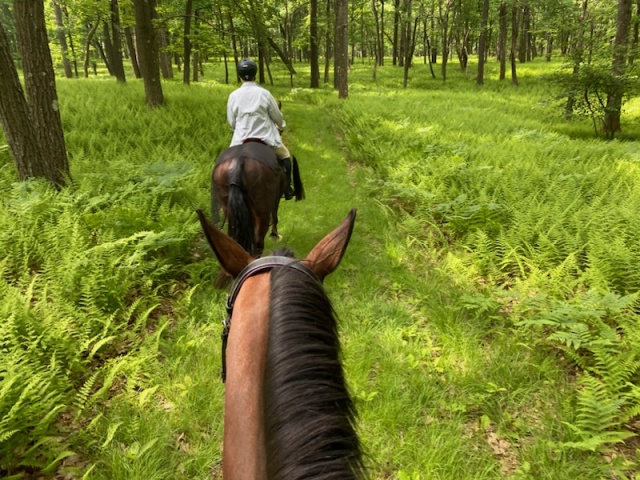 Smays Trail horse riding at Black Moshannon