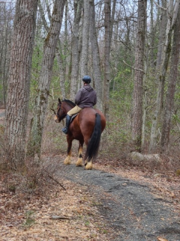 Horse riding on Ground Oak trail, Seven Mountains area of Bald Eagle state forest