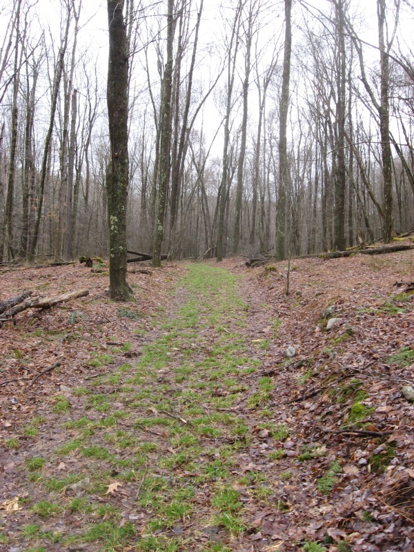 Grassy section of Dawn Trail south loop, near Little Muddy Run crossing