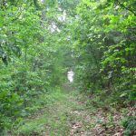 Goose Club Trail