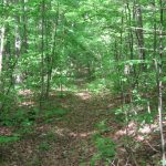Goose Club Trail 3