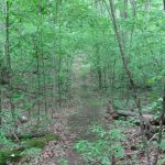Goose Club Trail 4